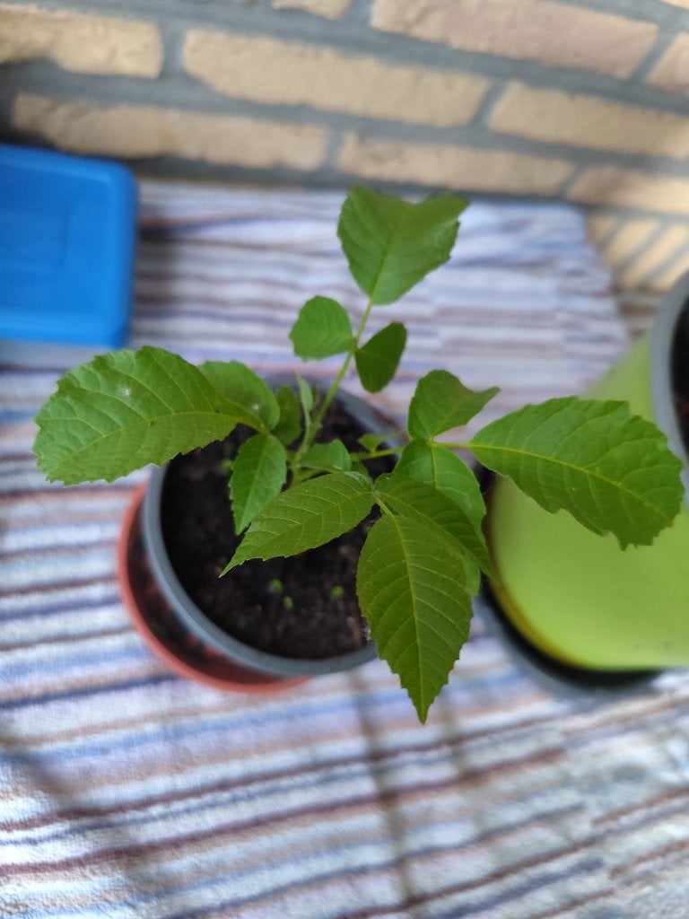 Notenboom, Ophalen, Minder dan 100 cm, In pot, Walnotenboom