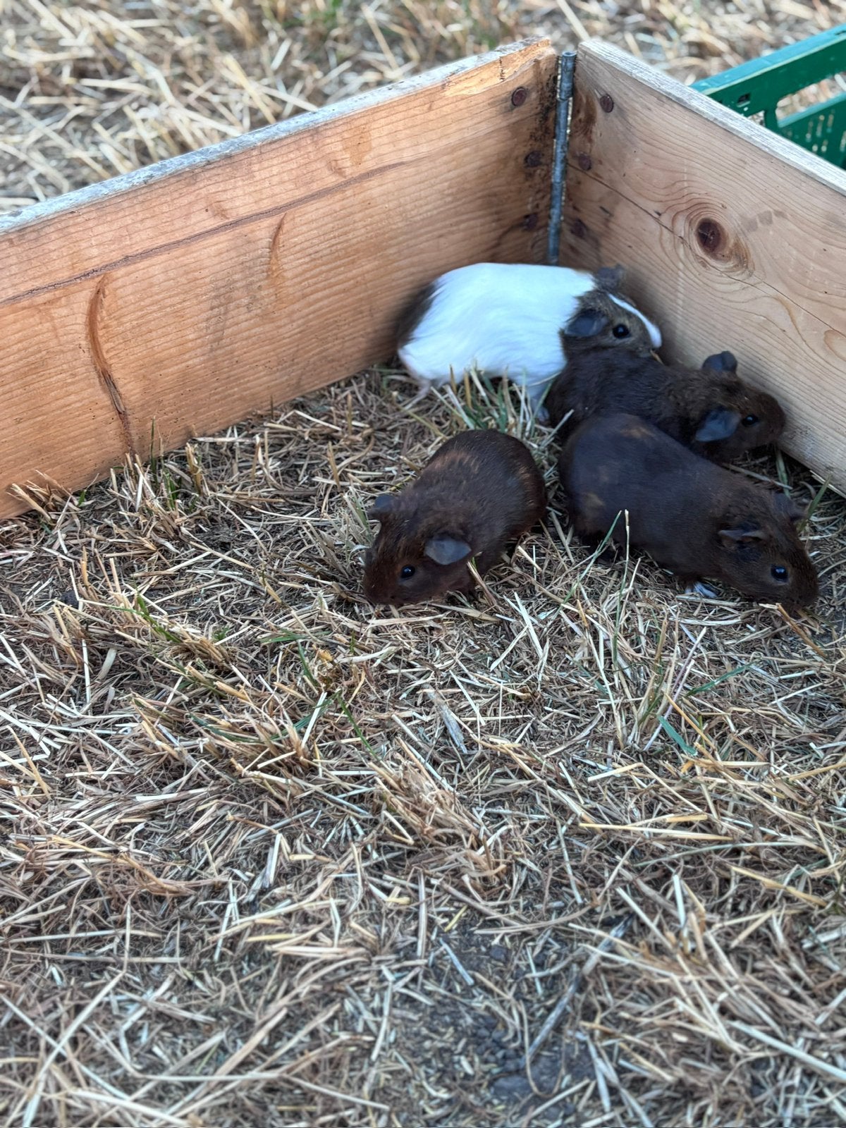 Cavia’s te koop, Enlèvement, Cobaye