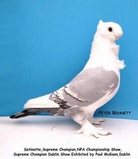 Pigeons perdue, Femelle