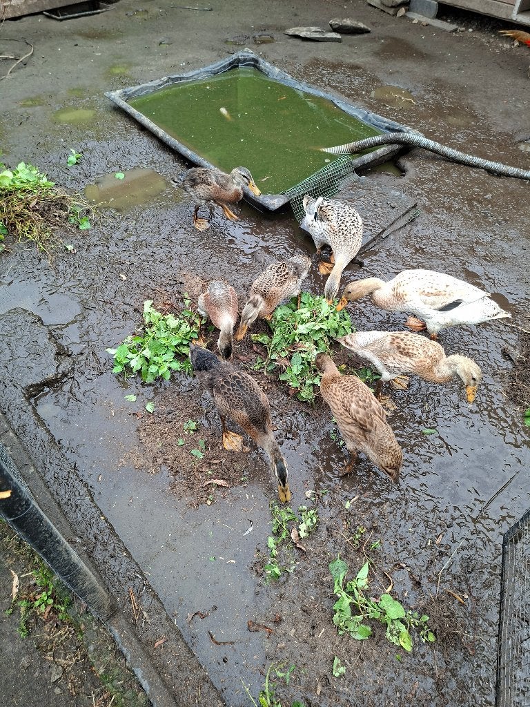Jonge Indische loopeenden, Animaux & Accessoires, Plusieurs animaux, Canard