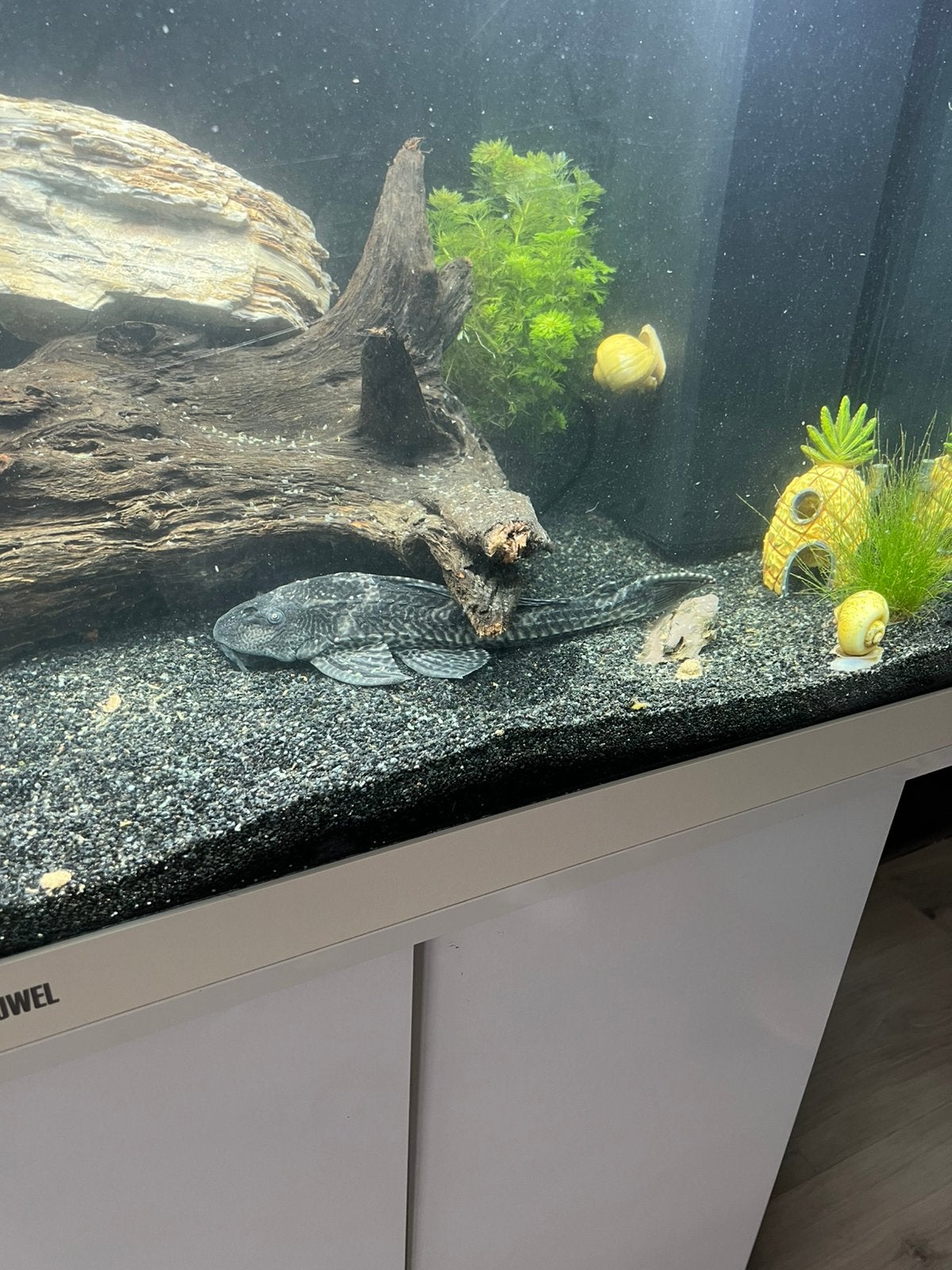 Pterygoplichthys Pleco XXL, Poisson, Poisson d'eau douce