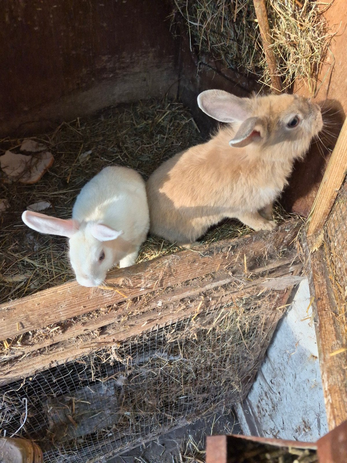 dwergkonijnen, Dieren en Toebehoren, Konijnen