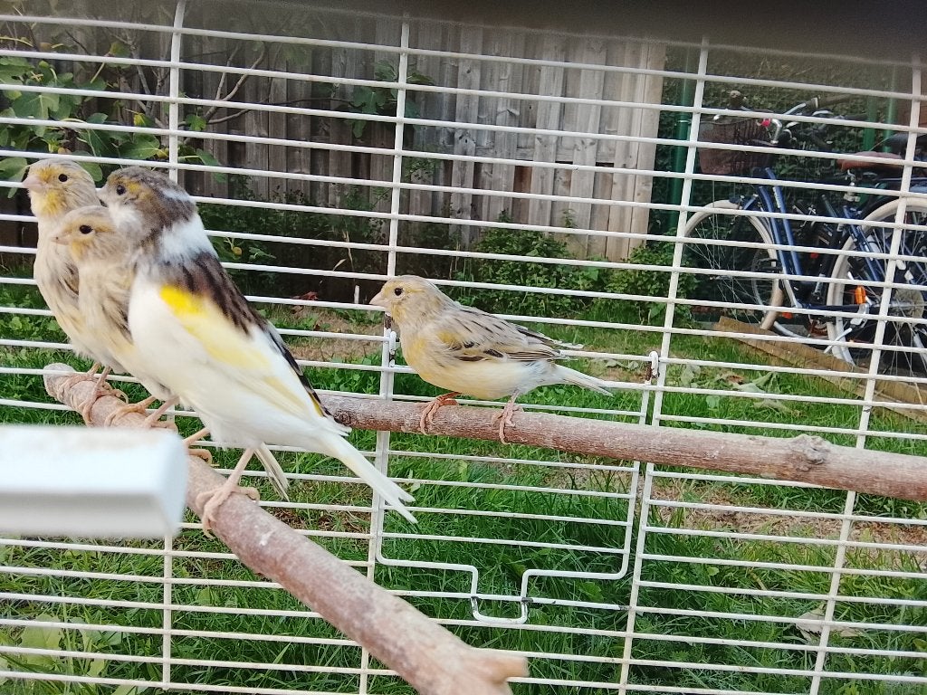 Jonge kanaries poppen en mannen 2026 18 stuks., Dieren en Toebehoren, Meerdere dieren