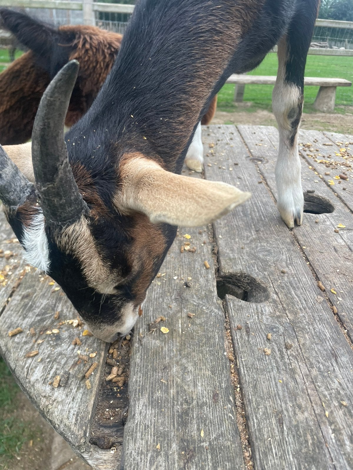2 zeer tamme halfnubische geiten, Dieren en Toebehoren, Geit