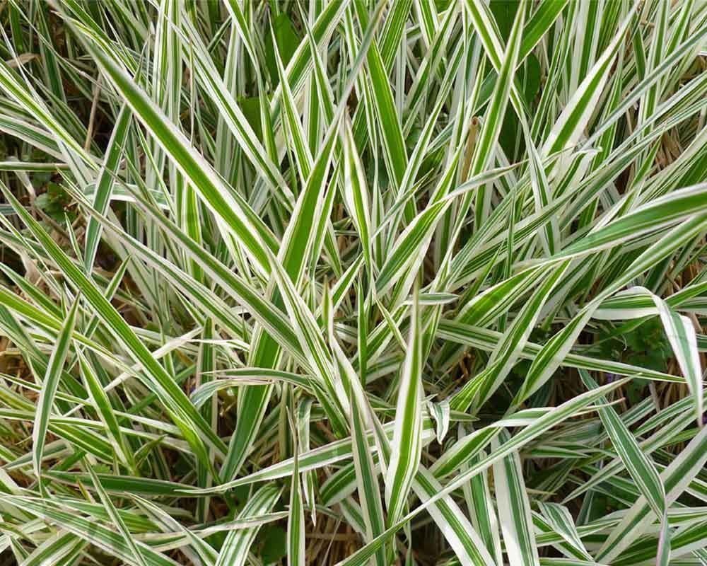 Siergras Zegge, Tuin en Terras, Ophalen, Volle zon, Vaste plant, Siergrassen