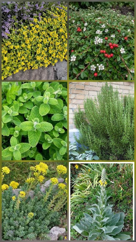 Meerjarige tuinplanten en geraniums in potten, Tuin en Terras, Ophalen, Vaste plant