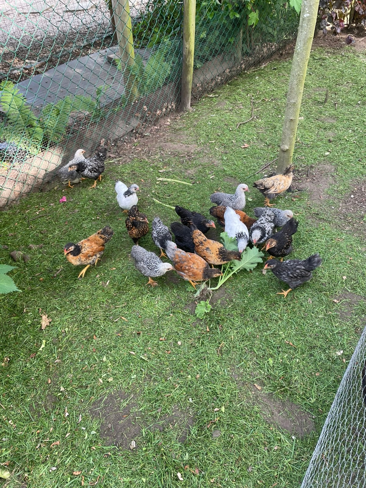 Wyandotte kriel haantjes, Dieren en Toebehoren, Pluimvee