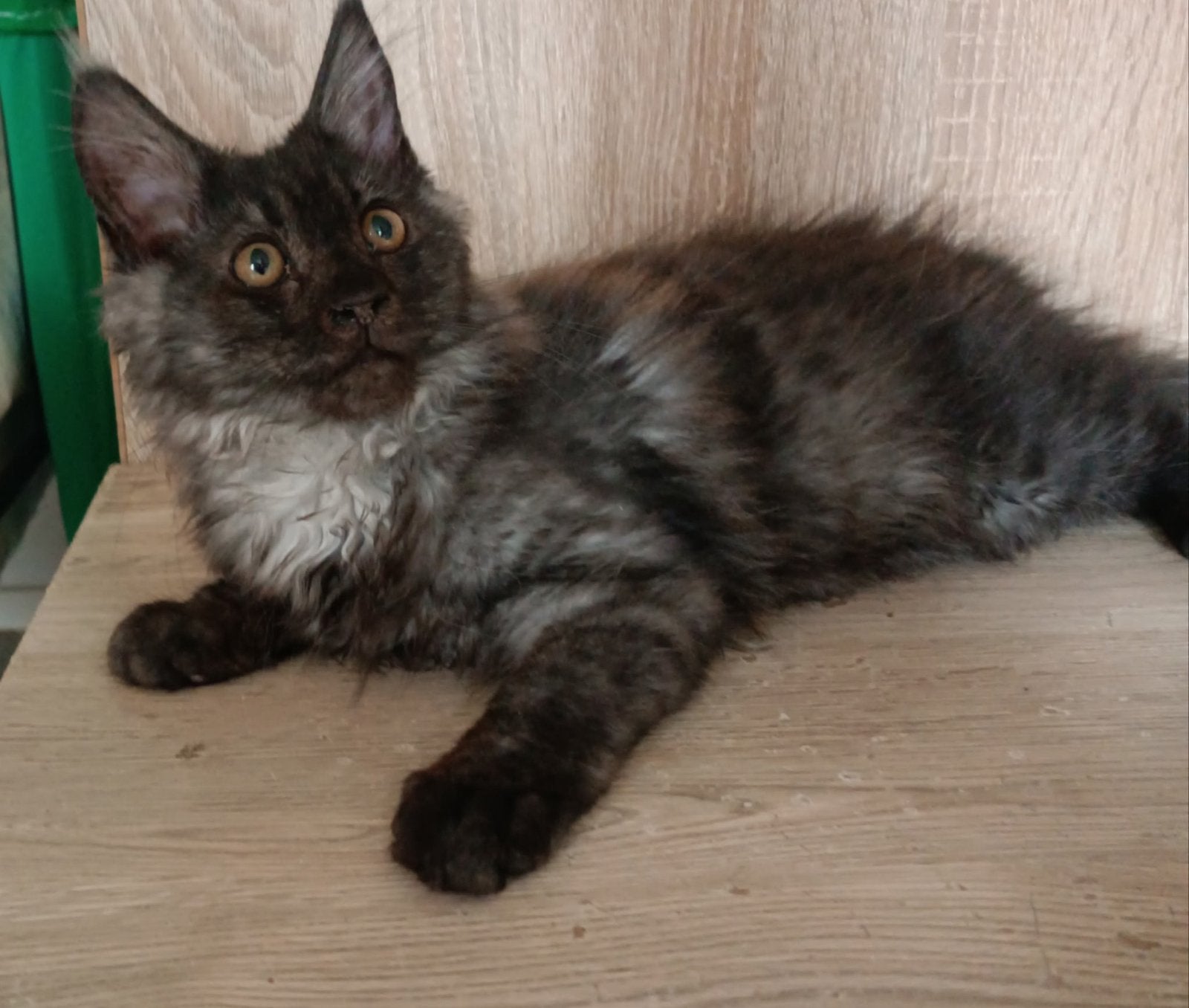 Maine Coon Kitten, Animaux & Accessoires, Chatte ou Chat, Avec pedigree, 0 à 2 ans