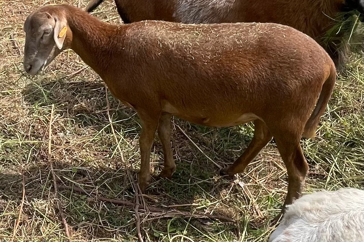 Kameroenschaap ooi, Femelle, Mouton, 0 à 2 ans