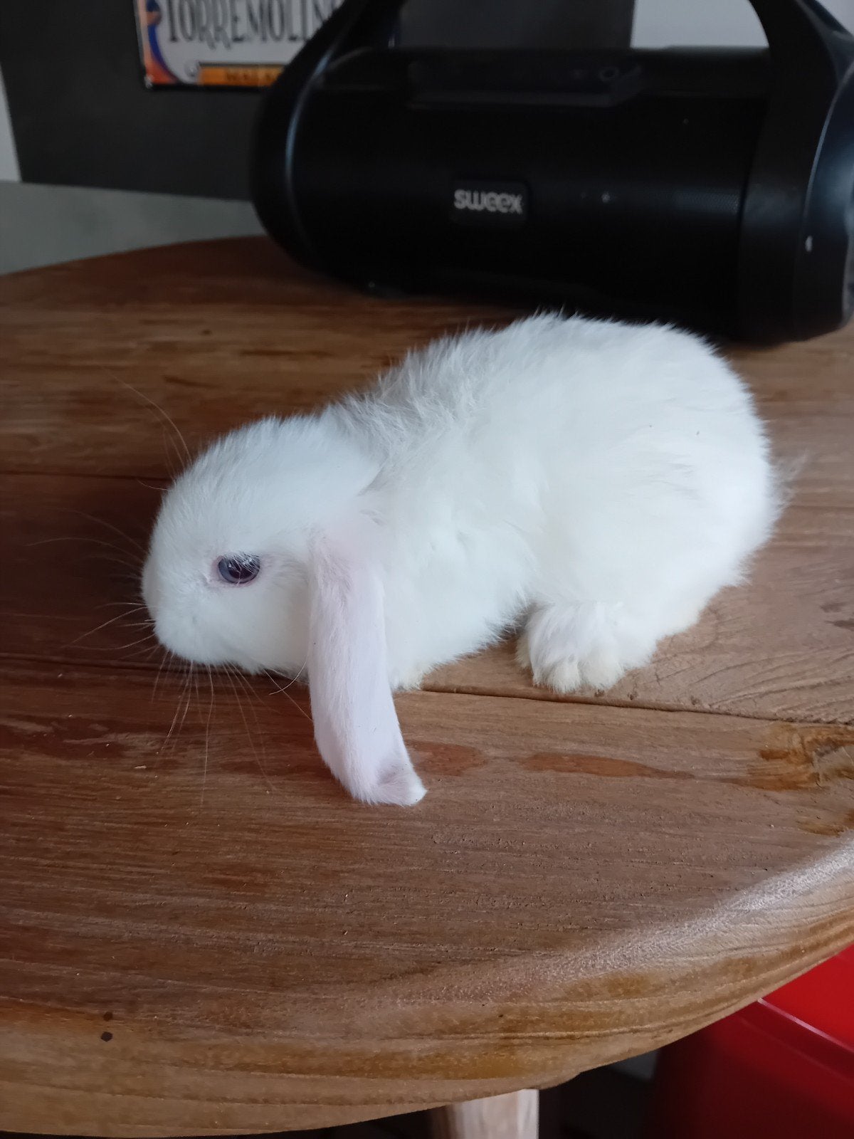 mooie hangoor dwergkonijntjes, Dieren en Toebehoren, Hangoor