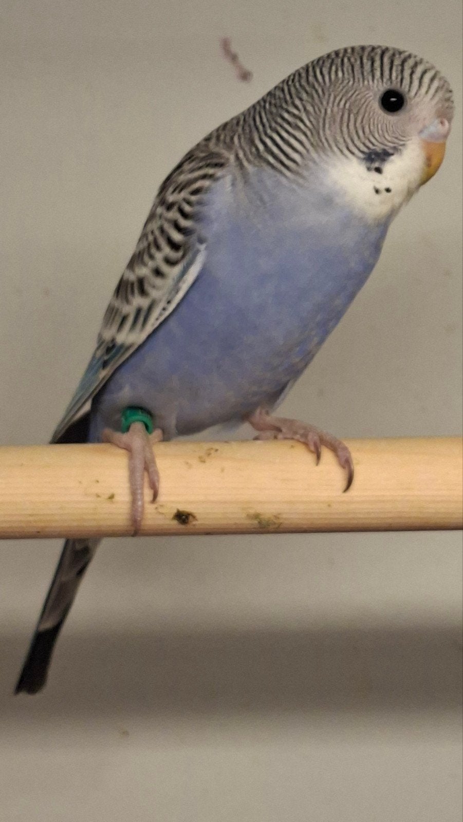 violet popje, Dieren en Toebehoren, Vogels | Parkieten en Papegaaien