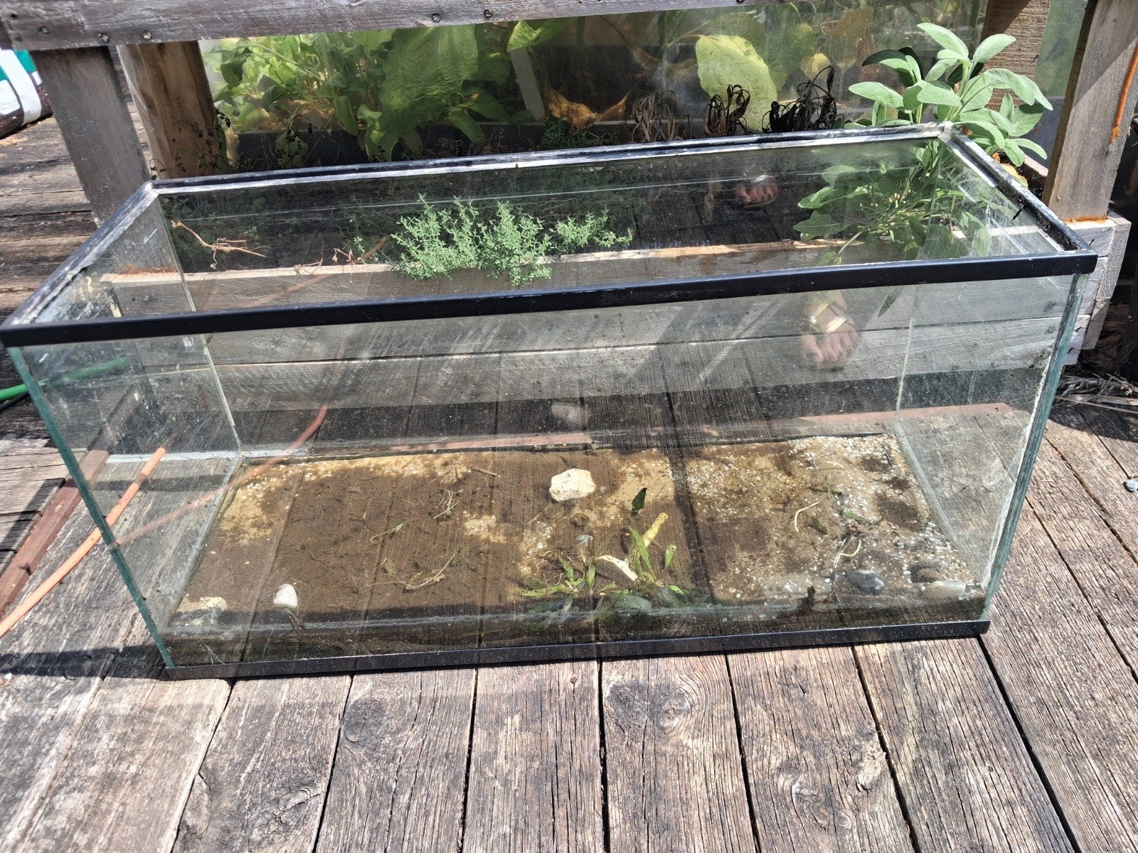 GRATIS 2 x aquarium (lek, bruikbaar als terrarium), Dieren en Toebehoren, Reptielen en Amfibieën | Toebehoren, Ophalen, Gebruikt