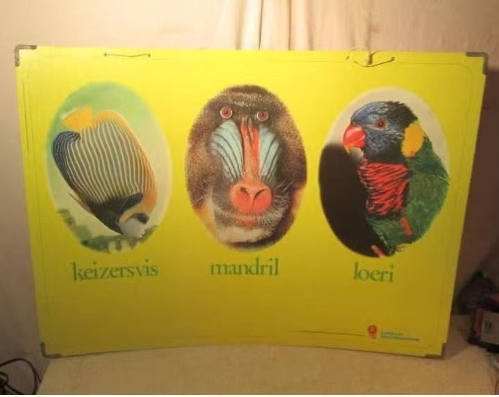 Prachtige Schoolplaat - Keizersvis / Mandril / Loeri, Ophalen of Verzenden, Natuur en Biologie