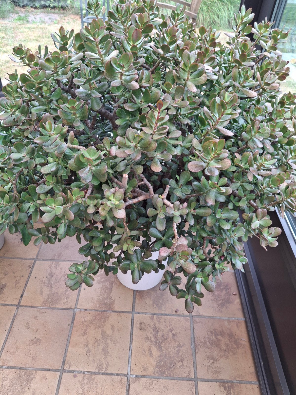 Crassula Ovata 40€, Tuin en Terras, Ophalen of Verzenden