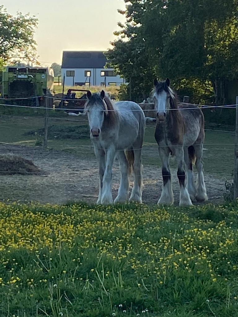 Super lieve irish cobs, Dieren en Toebehoren, Paarden, Hengst