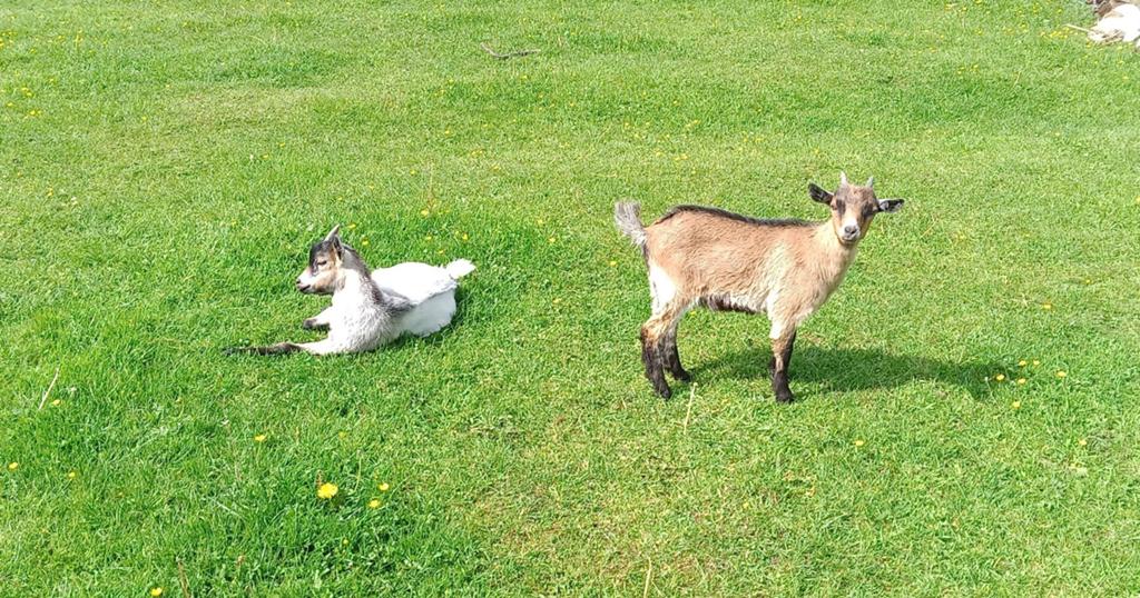 Chèvres naines, Plusieurs animaux