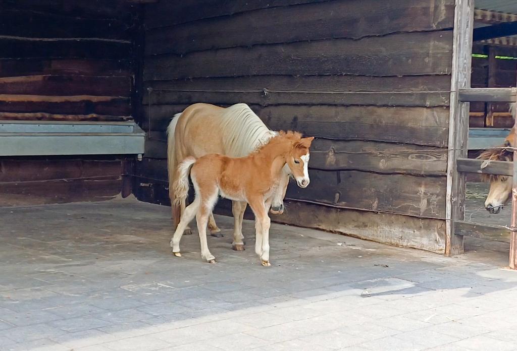 Amerikaanse Miniatuurpaardjes AMHA AMHR ASPC BMP NMPRS, Dieren en Toebehoren, Pony's, Hengst