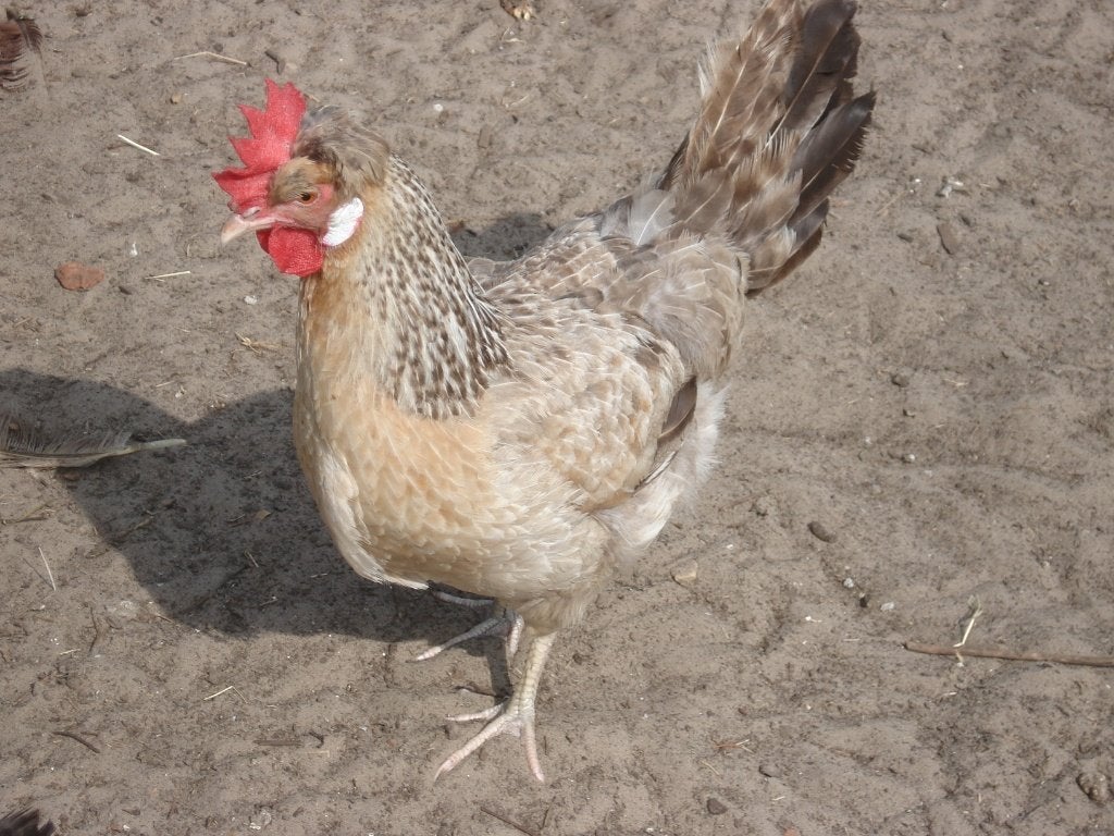 cream legbar hen, Animaux & Accessoires, Femelle, Poule ou poulet