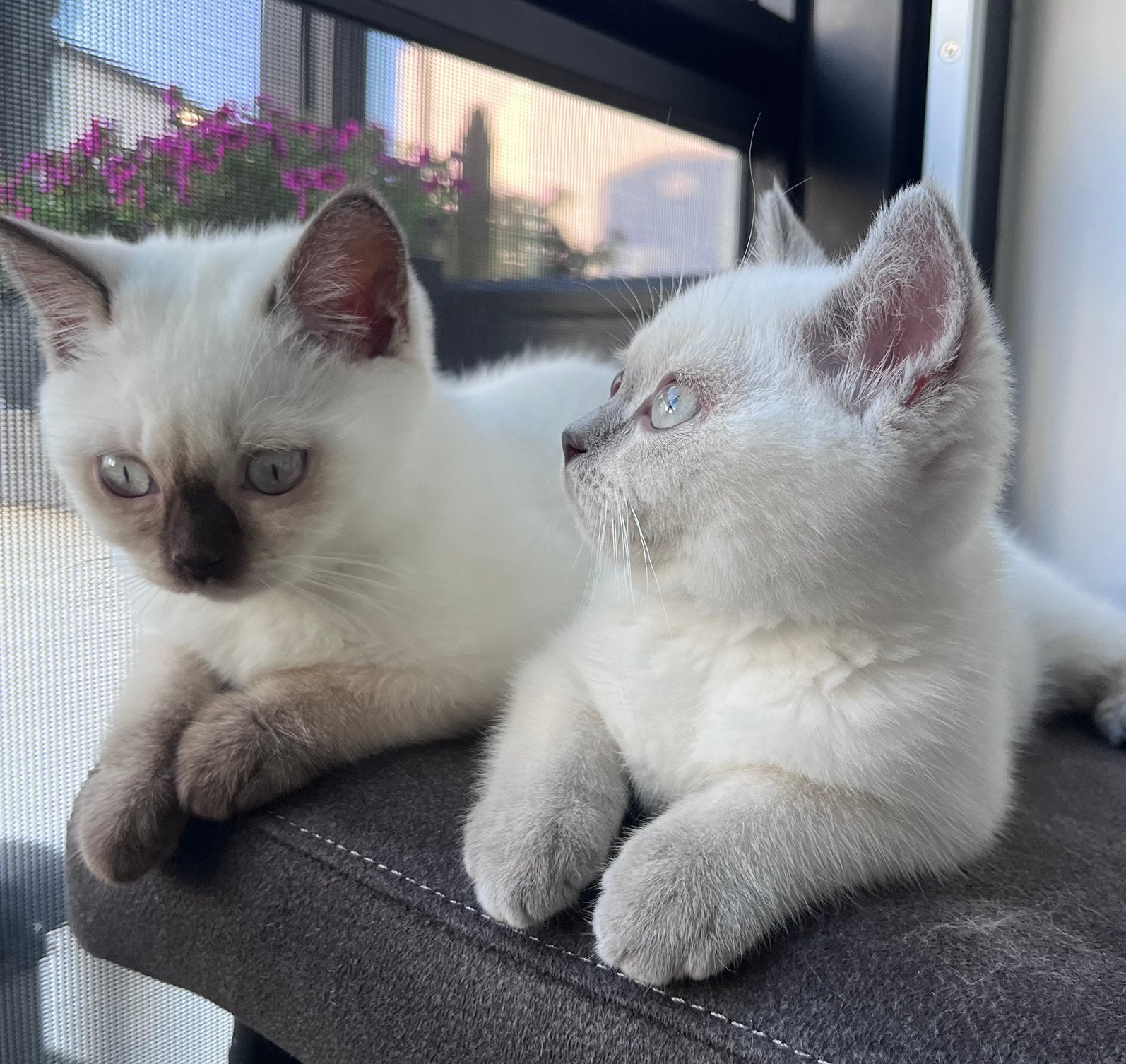 Brits korthaar kittens, Kater, Met stamboom, 0 tot 2 jaar