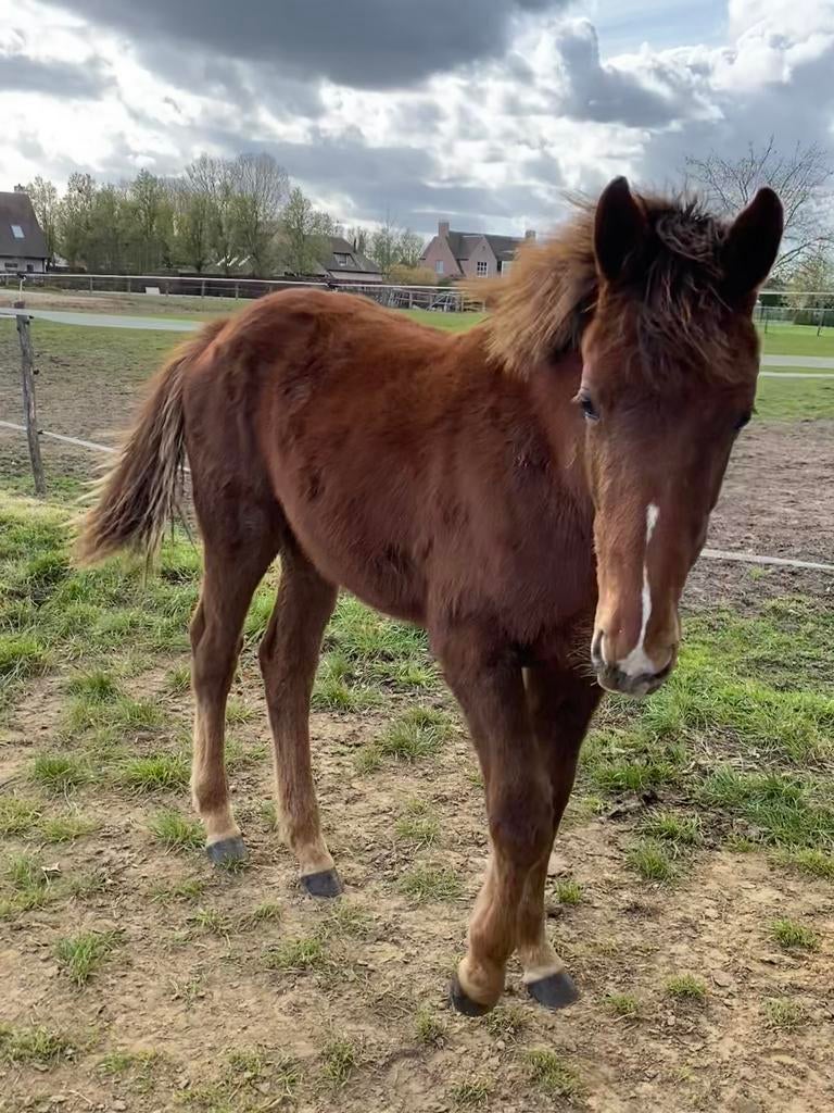 Mooie jaarlingmerrie te koop, Moins de 160 cm, Avec pedigree, Ne s'applique pas, 0 à 2 ans