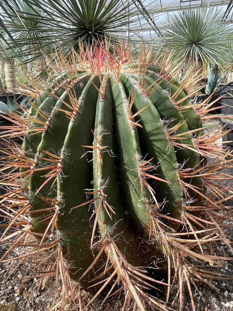 Ferro cactus, En pot, Plein soleil, Moins de 100 cm, Enlèvement