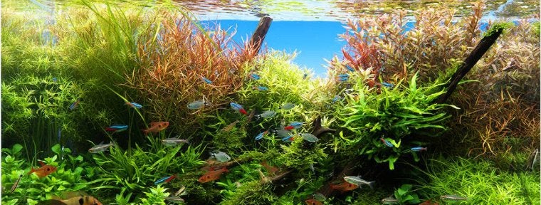 Aquariumplanten, Dieren en Toebehoren, Ophalen, Nieuw