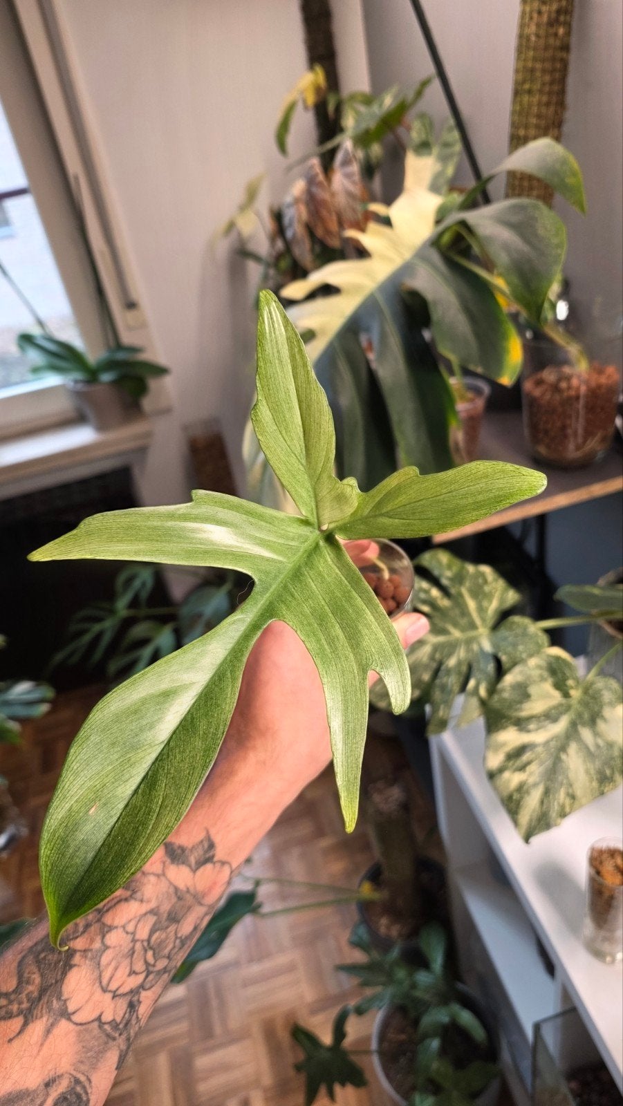 philodendron florida ghost, Huis en Inrichting, Ophalen of Verzenden