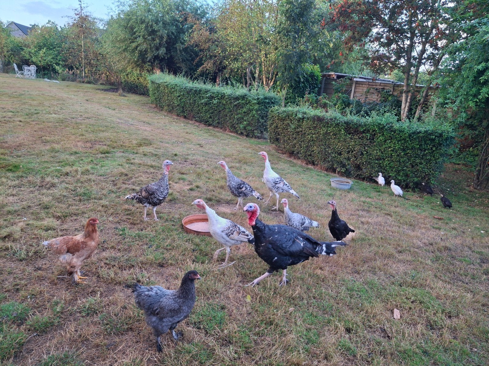 Ronquiere kalkoenen, Animaux & Accessoires, Volatiles, Plusieurs animaux, Dinde