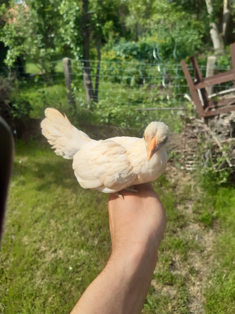 Sebright kuikens, Dieren en Toebehoren, Pluimvee