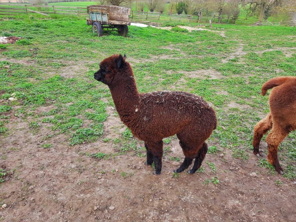 Zwart alpaca hengstje, Augustus, Mannelijk
