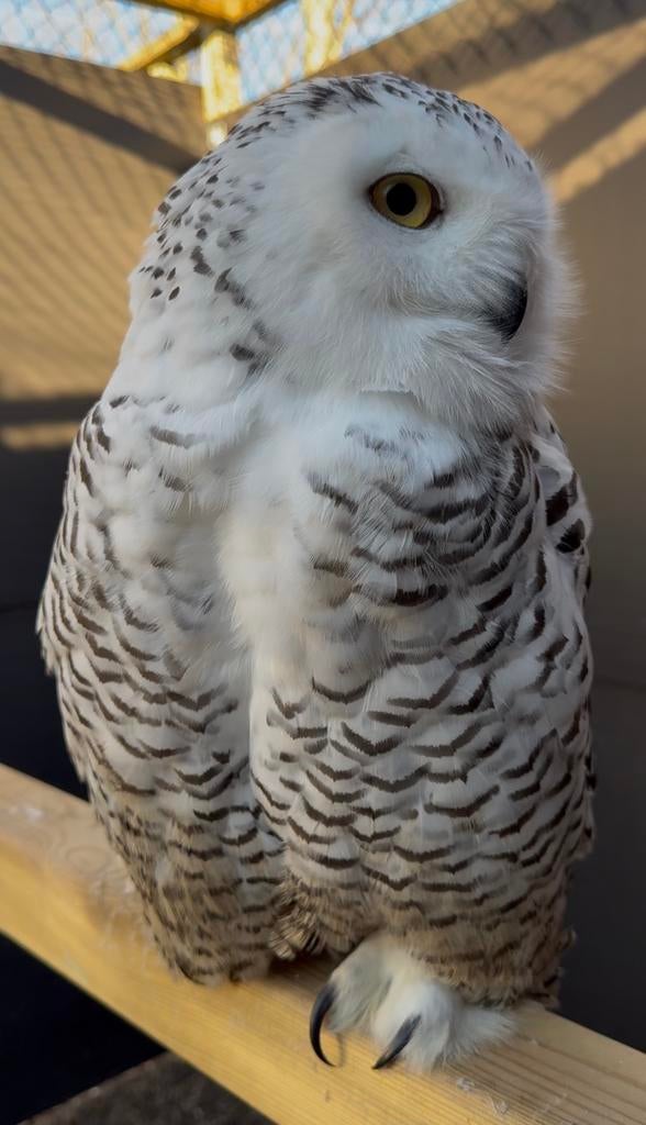 Sneeuwuil wijf