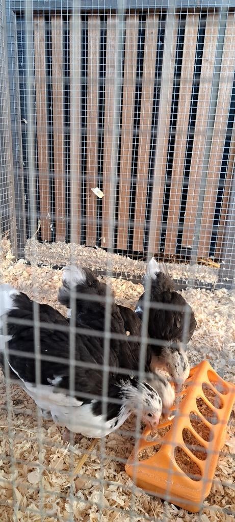 Orpington kriel kuikens, Dieren en Toebehoren, Vogels | Duiven