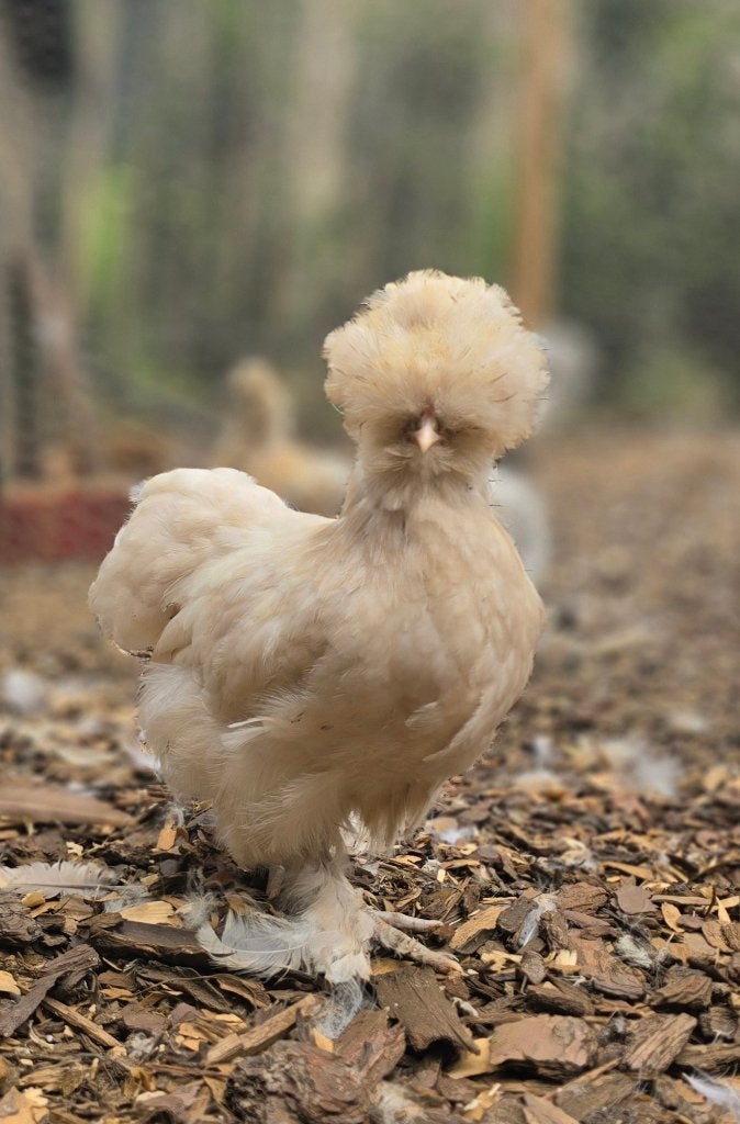 USA zijdehoender gladveer hen, Animaux & Accessoires, Volatiles, Femelle, Poule ou poulet