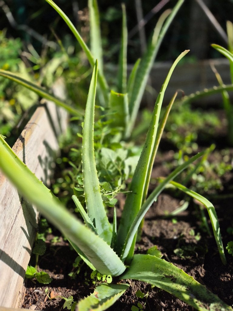 Grand aloe vera sans pot, Plante succulente, Plante à fleurs, Moins de 100 cm, Enlèvement
