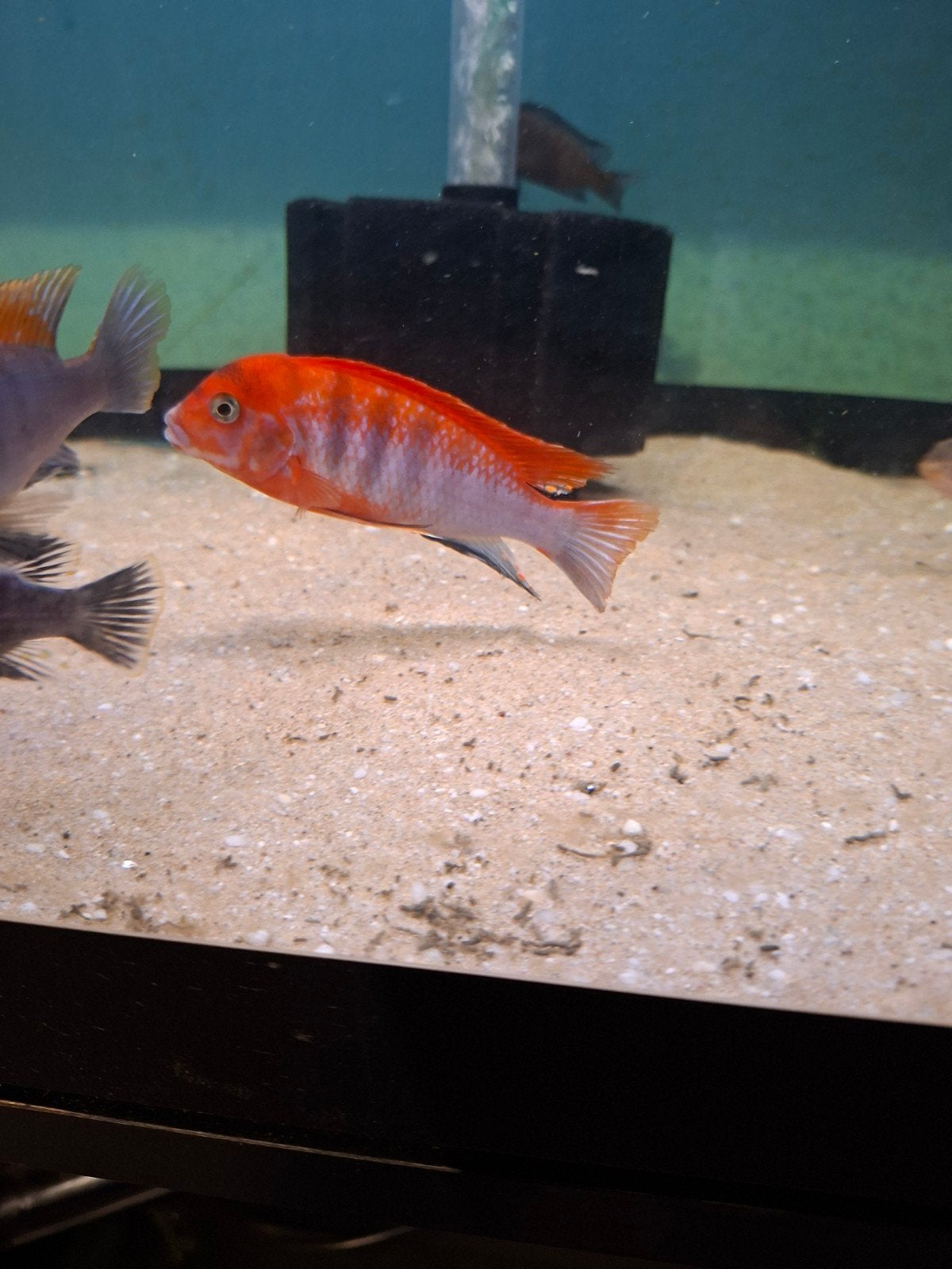 Cichlides malawi 1 male labido hôngi red top, Animaux & Accessoires