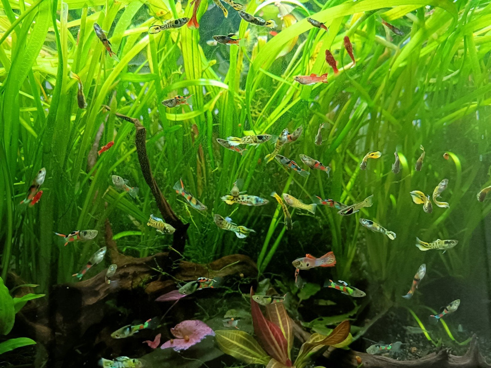 PROMO : 10 Endler guppy mix voor 10 eur., Dieren en Toebehoren