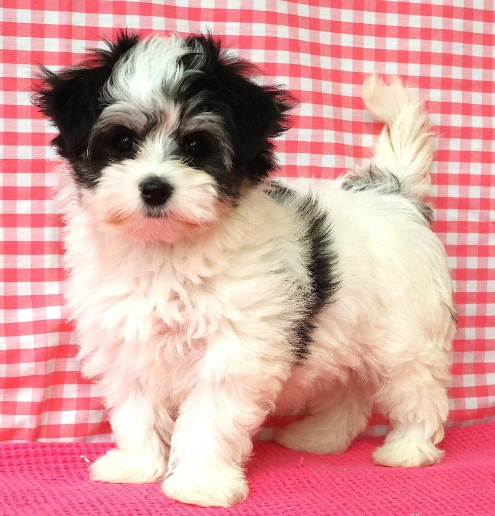 Des chiots Biewer super mignons !, Animaux & Accessoires, 15 semaines à 1 an, Éleveur | Professionnel, Un chien, Étranger