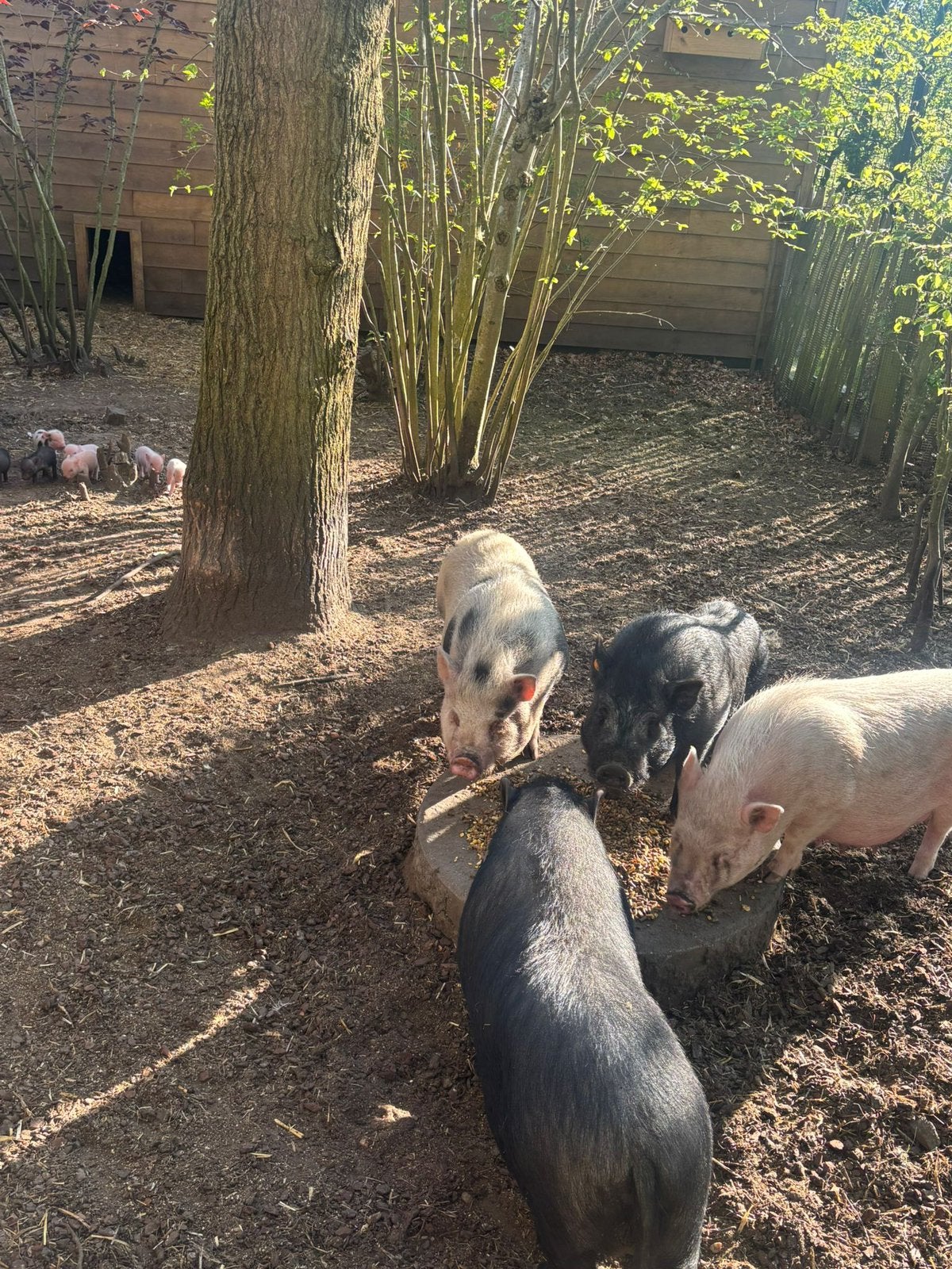 Trio mini varkens - 2x vrouw en 1x man, Dieren en Toebehoren, Meerdere dieren, Varken, 0 tot 2 jaar