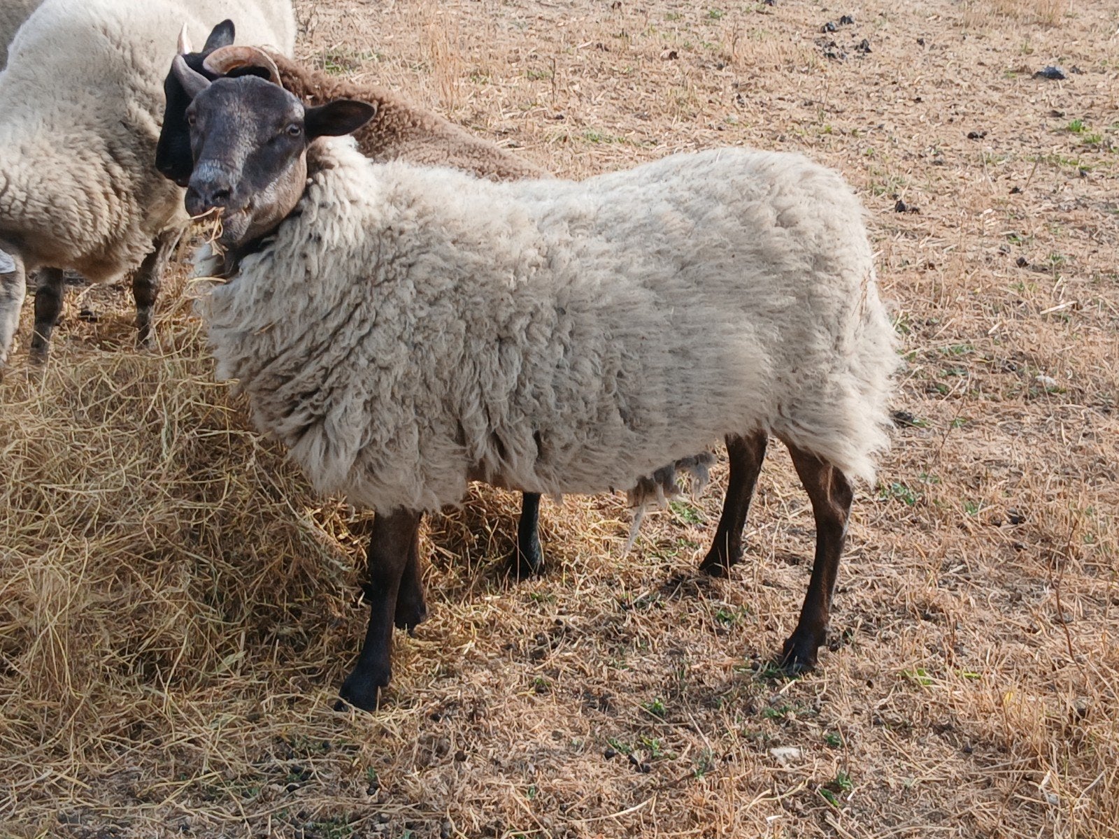 schapen, Femelle, Mouton, 3 à 5 ans