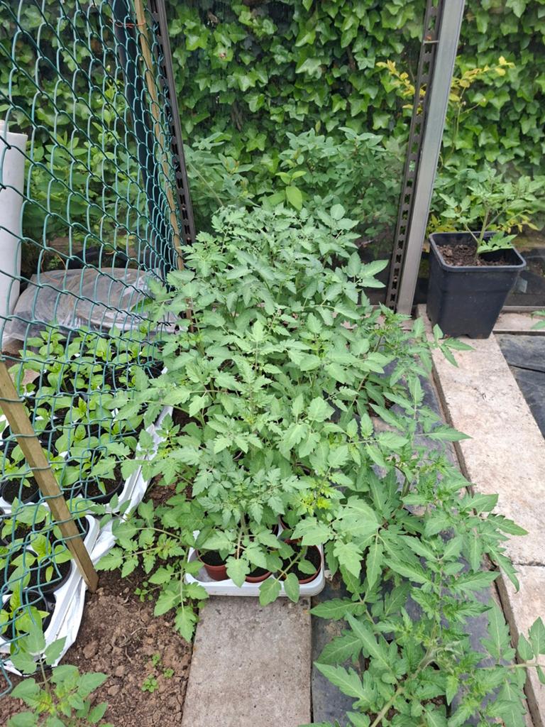 Tomatenplantjes  1 euro, Tuin en Terras, Planten | Struiken en Hagen, Ophalen