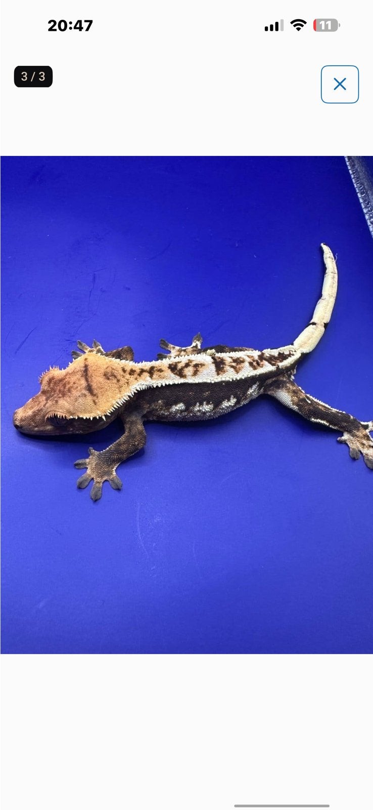 Gecko à cils l tricolore l mâle, Animaux & Accessoires, Autres espèces, 0 à 2 ans