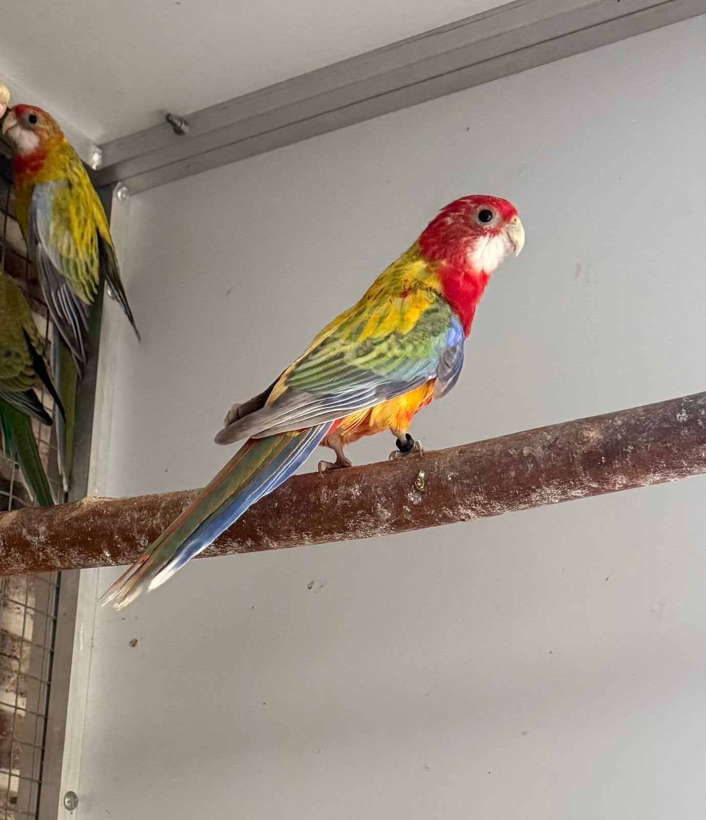 Rosella parkieten, Plusieurs animaux, Perruche, Bagué