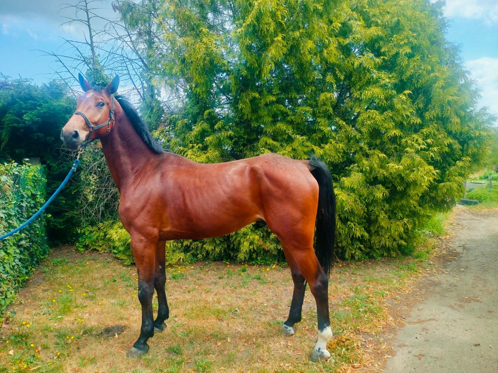 Spring paard, Dieren en Toebehoren, Paarden, Ruin, Zadelmak