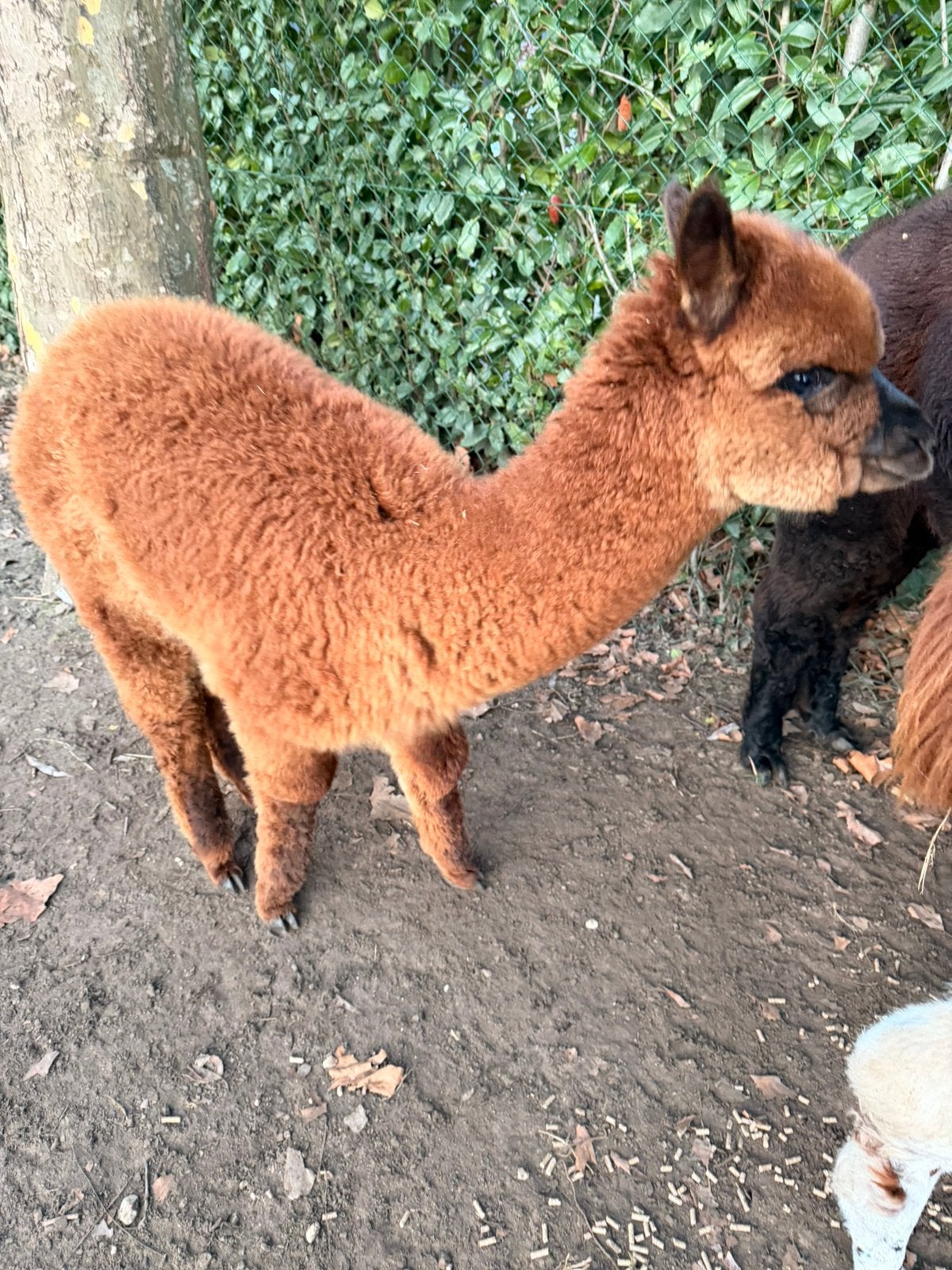 Alpaca hengst te koop met stamboom, Dieren en Toebehoren, Augustus, Mannelijk