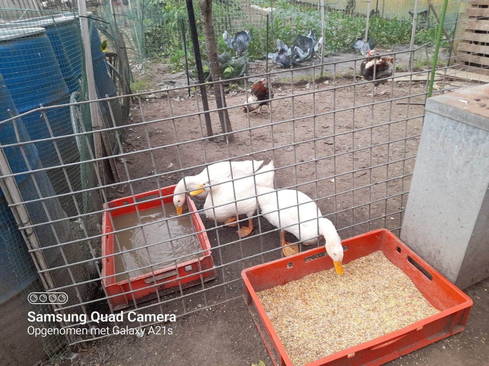 Pekingeenden, Dieren en Toebehoren, Ophalen