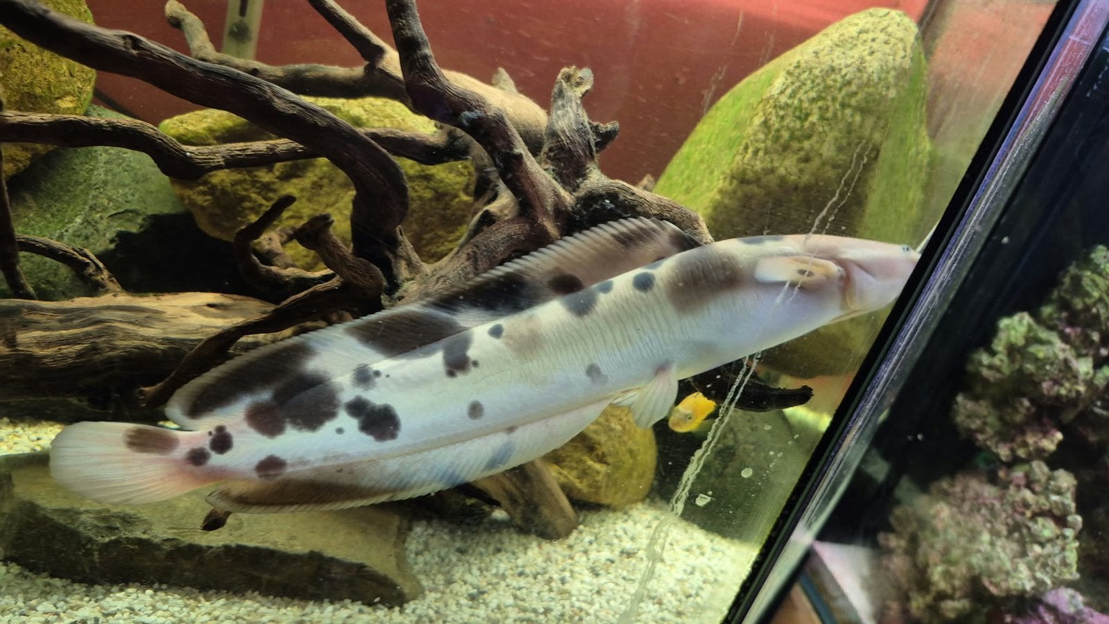Wandelende catfish, Dieren en Toebehoren, Zoetwatervis