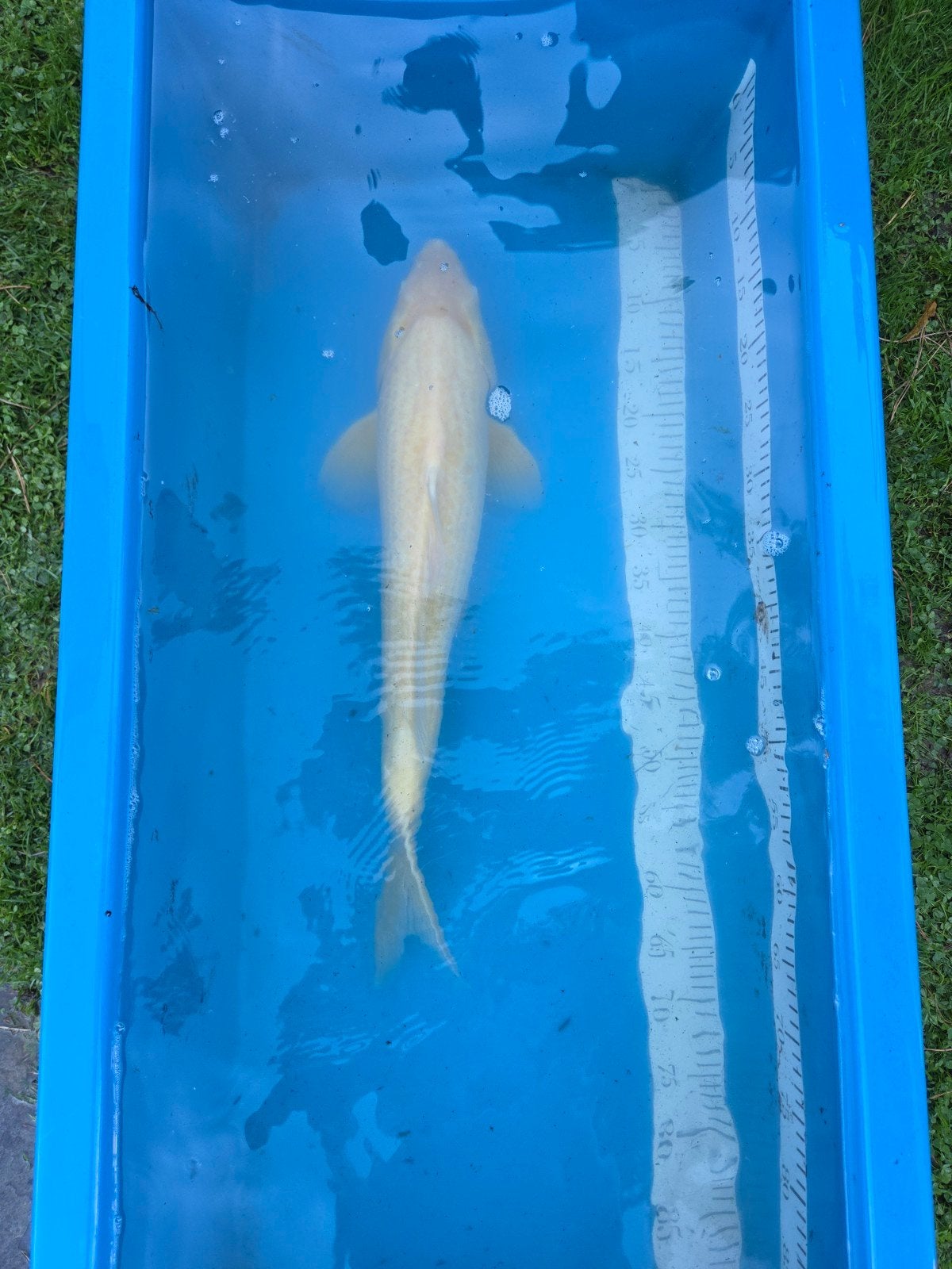Karashigoi 60-65 cm