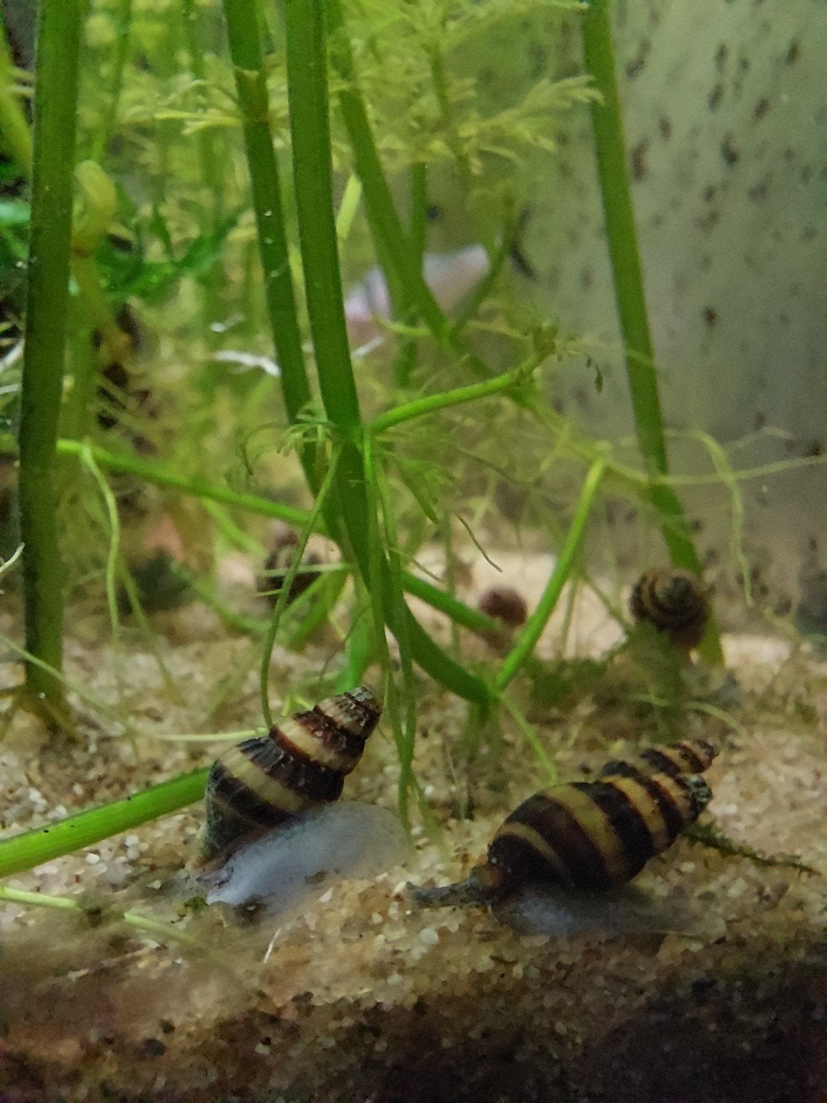 Helena Slakken, Dieren en Toebehoren