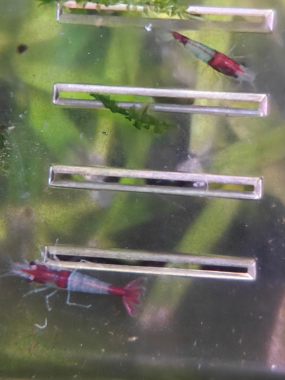 neocaridina garnaal, Animaux & Accessoires, Poissons | Poissons d'aquarium, Homard, Crabe ou Crevette, Poisson d'eau douce