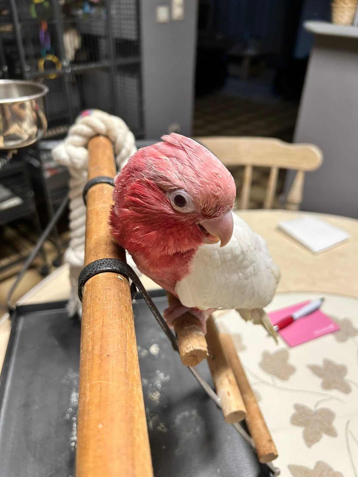 Cacatoès rosé Lutino,caïque à tête noire, perruche Alexander, Animaux & Accessoires, Oiseaux | Perruches & Perroquets, Mâle, Perroquet